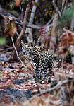 Male Leopard
